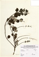 藏品(蔓荊子)的圖片